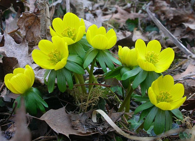 Eranthis hyemalis / Pie'' di gallo